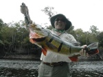 Highlight for Album: Brazil Peacock Bass Fishing - March 2002 