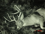 Texas White Tail (12-4-04) 002.jpg